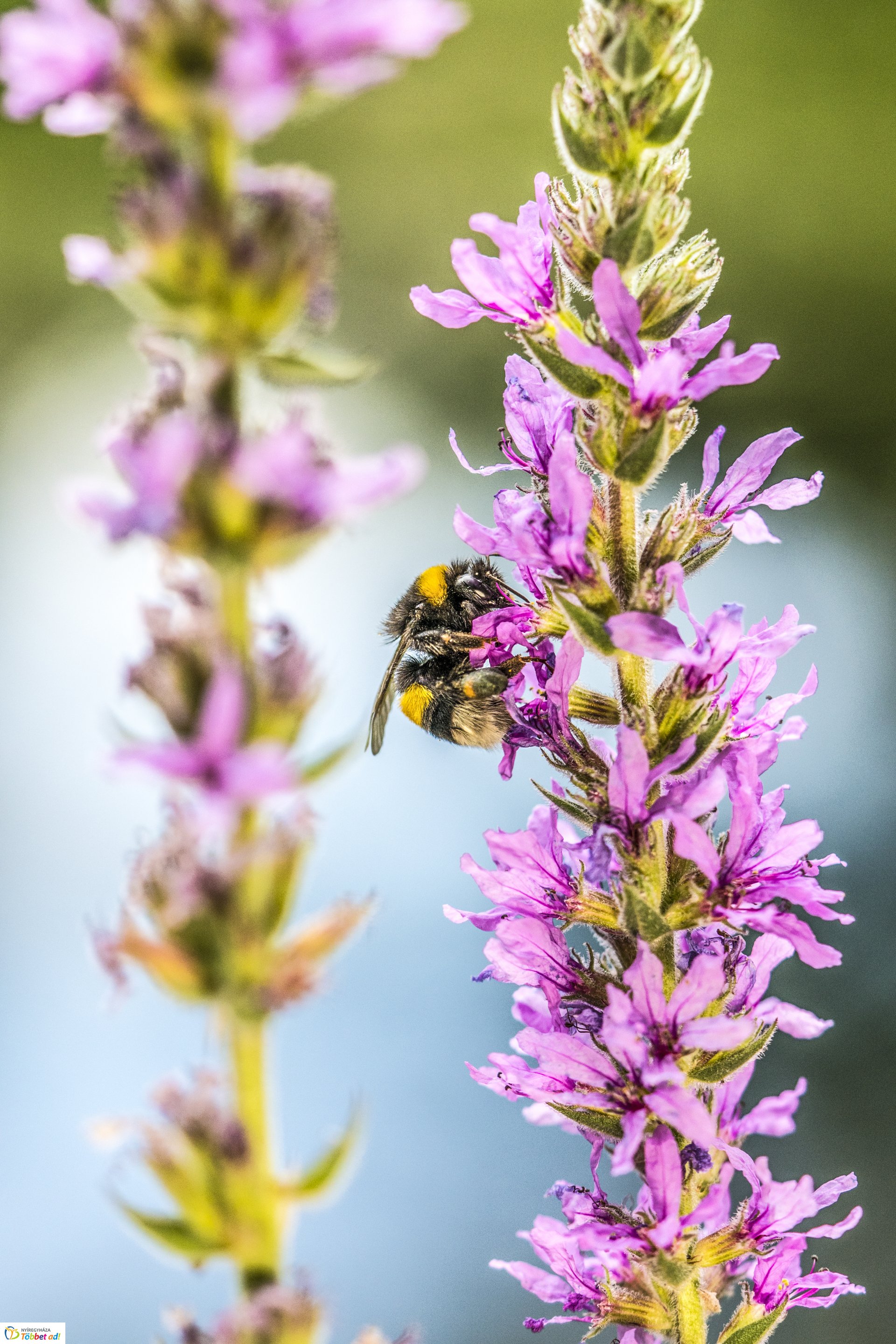 Kalandozások a Tuzson János Botanikus Kertben