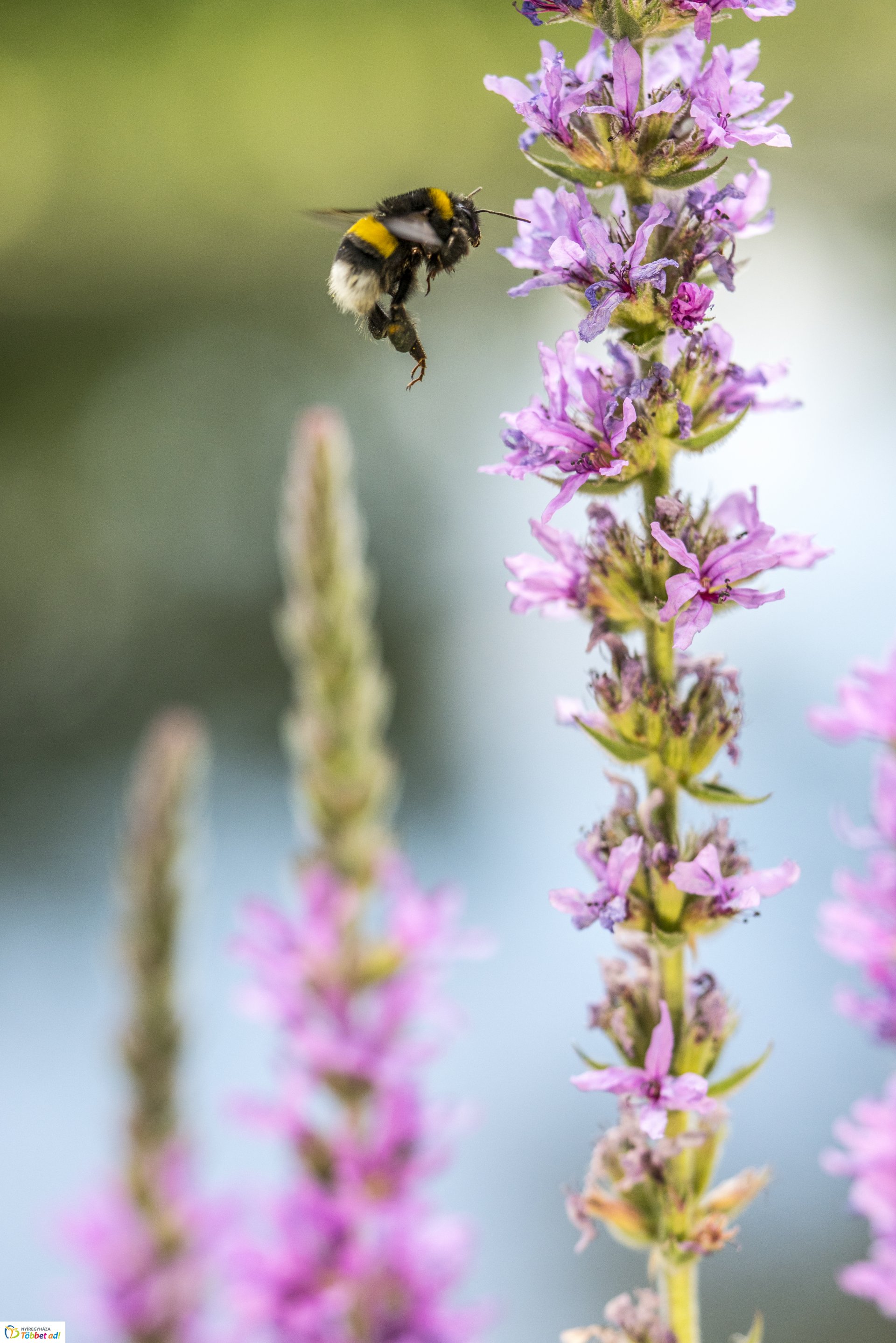 Kalandozások a Tuzson János Botanikus Kertben