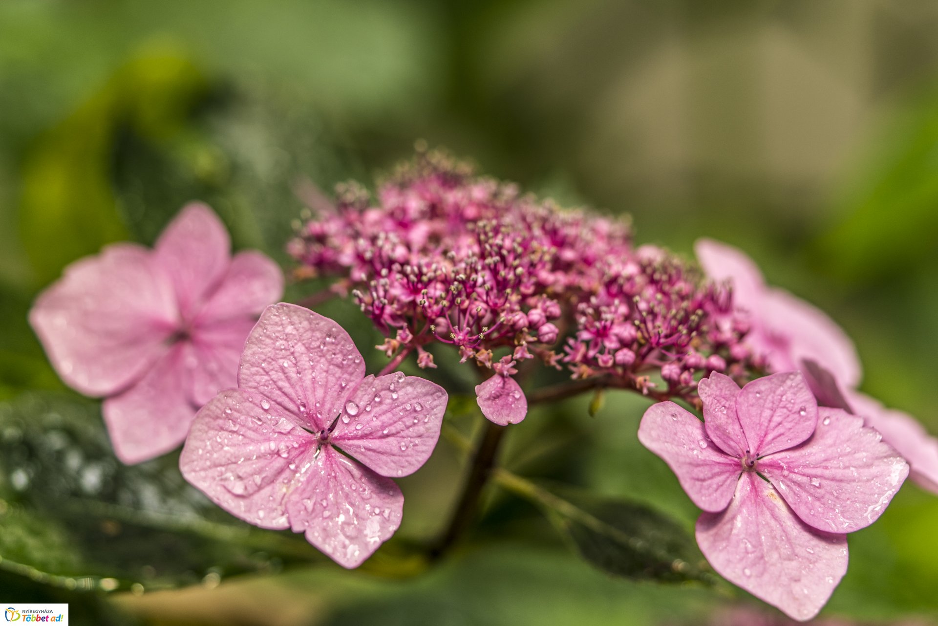 Kalandozások a Tuzson János Botanikus Kertben