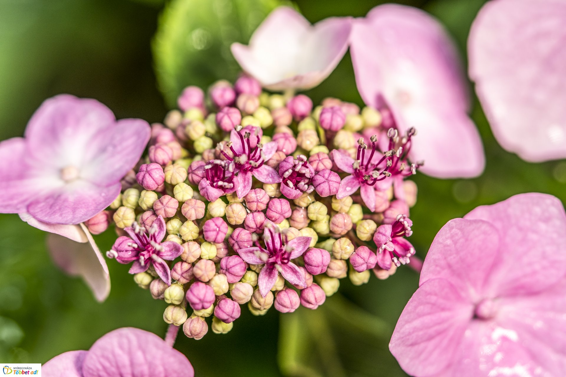 Kalandozások a Tuzson János Botanikus Kertben