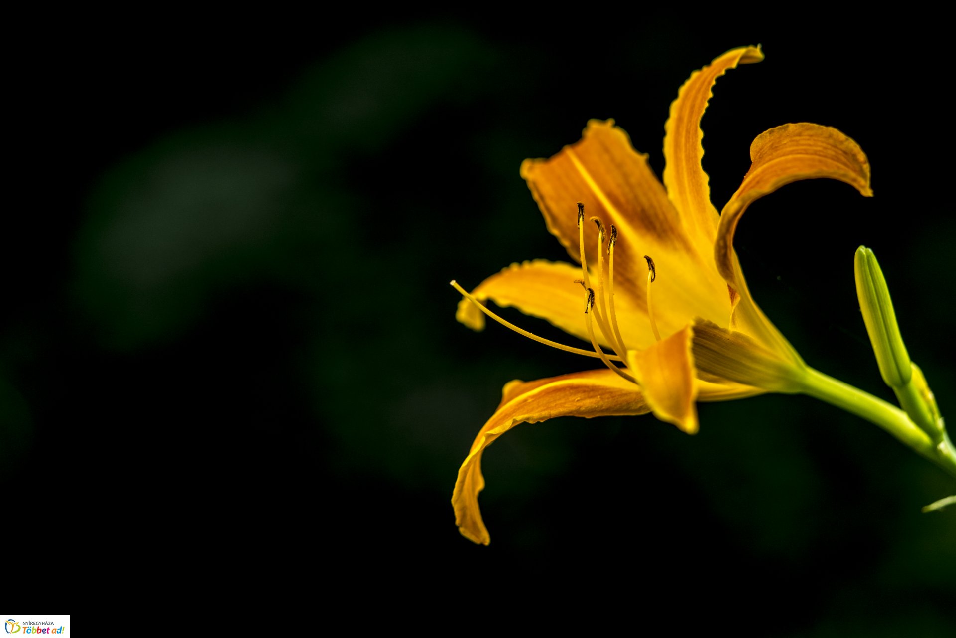 Kalandozások a Tuzson János Botanikus Kertben