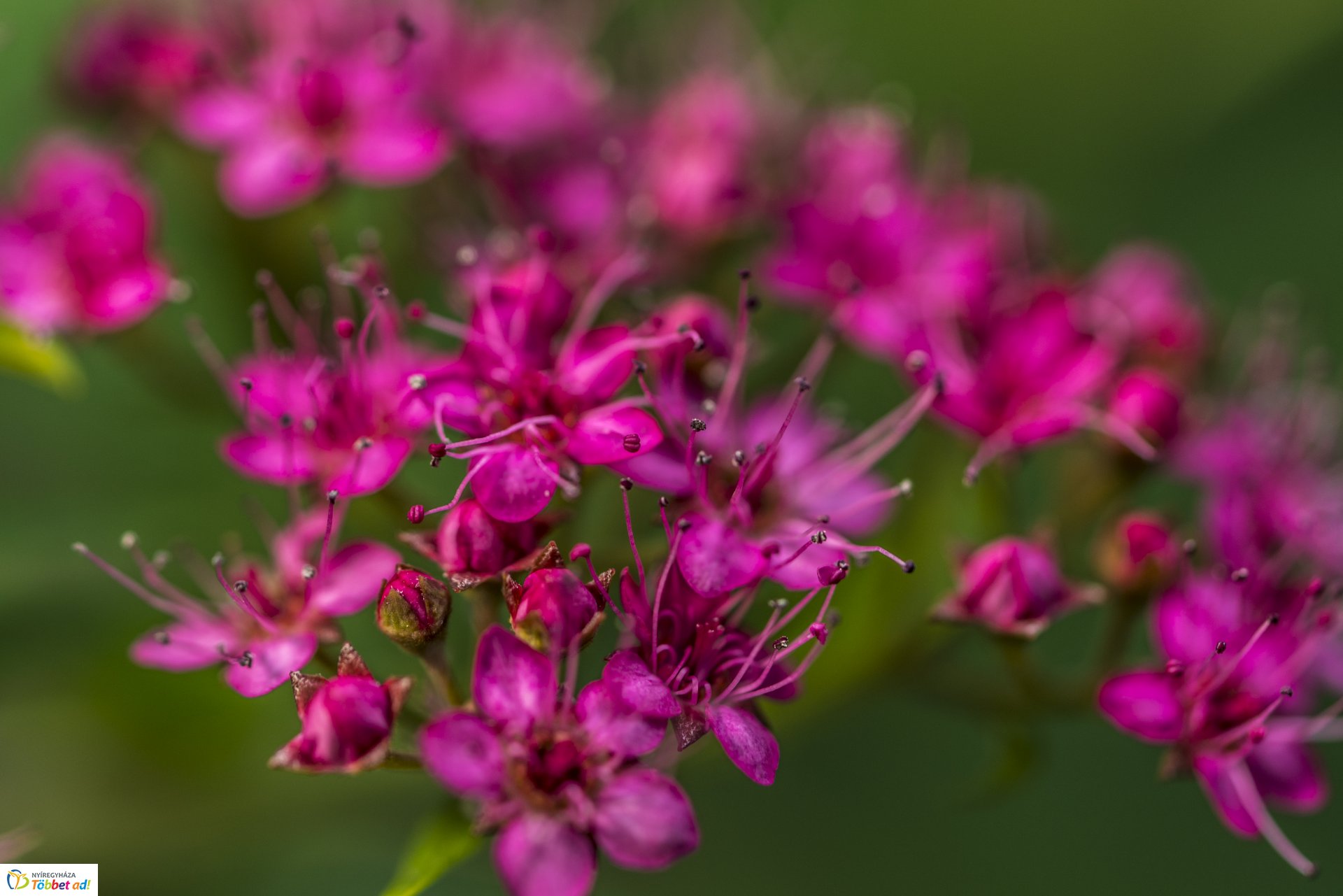 Kalandozások a Tuzson János Botanikus Kertben