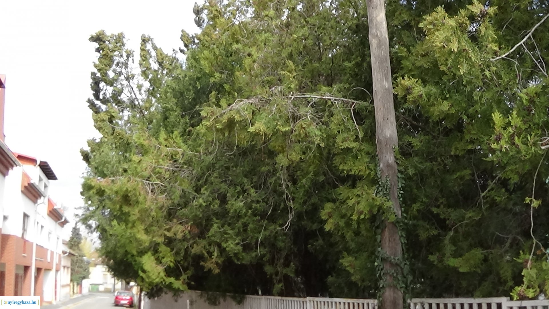  Kálmán utcán gallyazási munkákat végeznek szombaton