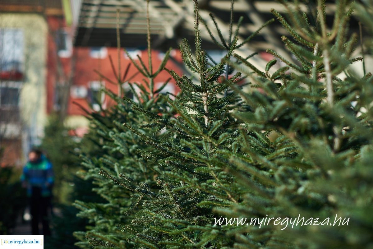 Karácsony előtti pillanatok a Búza téri piacon