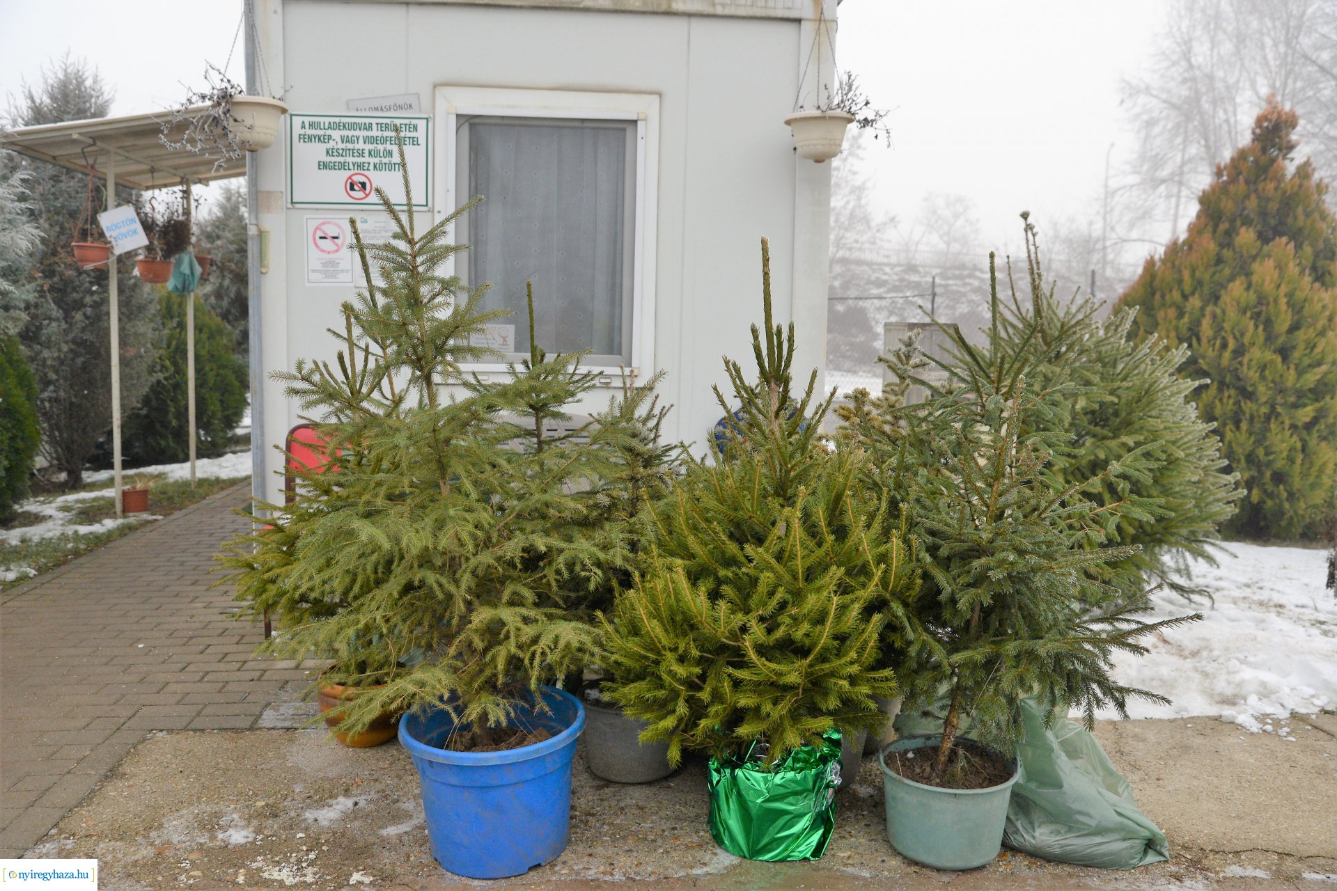 Karácsonyfáért ajándékot - kisorsolták a nyerteseket 