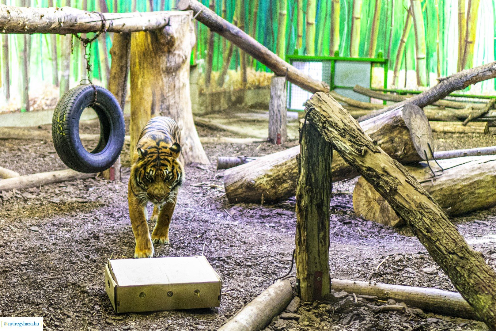 Karácsonyi családi nap a Nyíregyházi Állatparkban