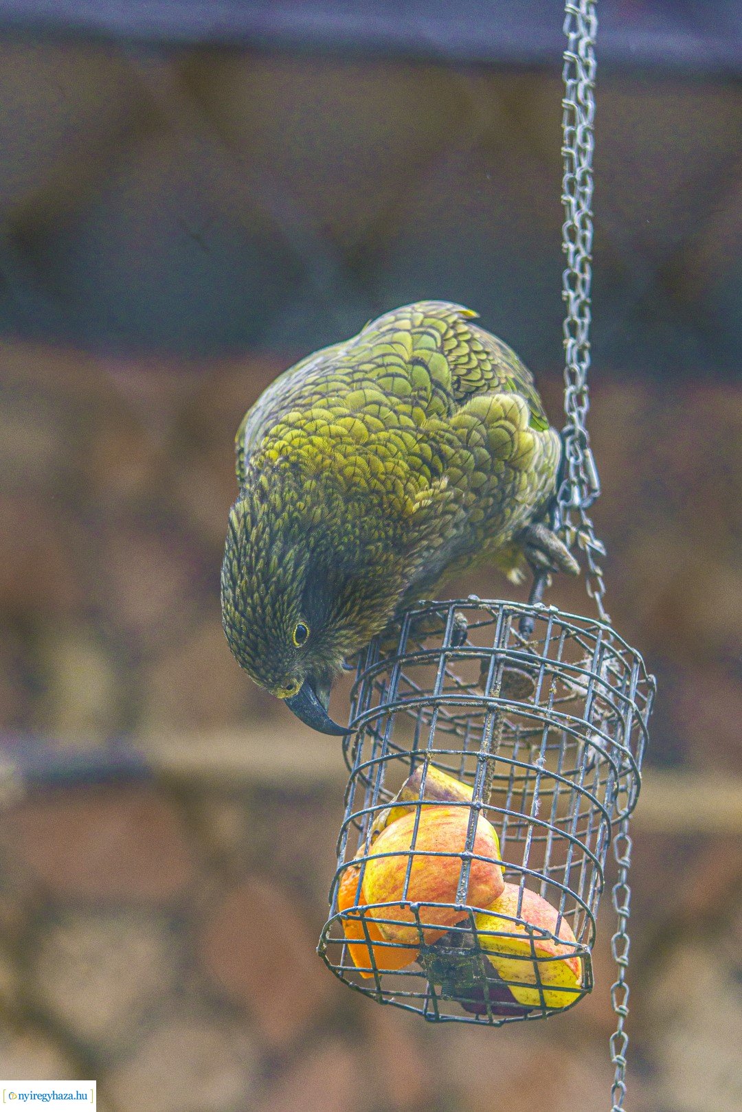 Karácsonyi családi nap a Nyíregyházi Állatparkban