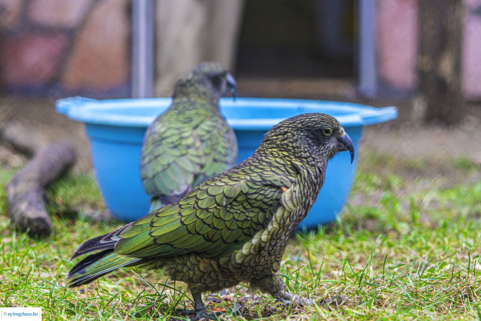 Karácsonyi családi nap a Nyíregyházi Állatparkban
