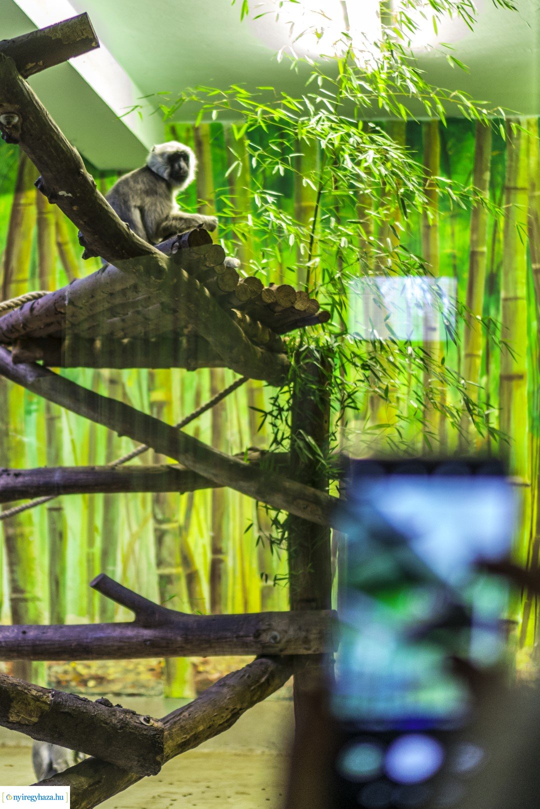 Karácsonyi családi nap a Nyíregyházi Állatparkban