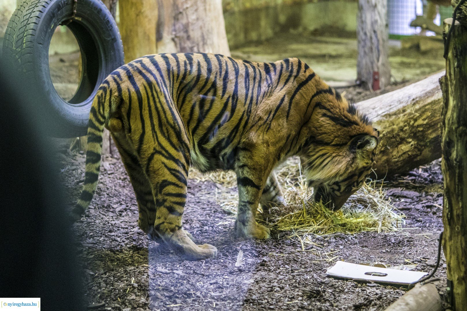 Karácsonyi családi nap a Nyíregyházi Állatparkban