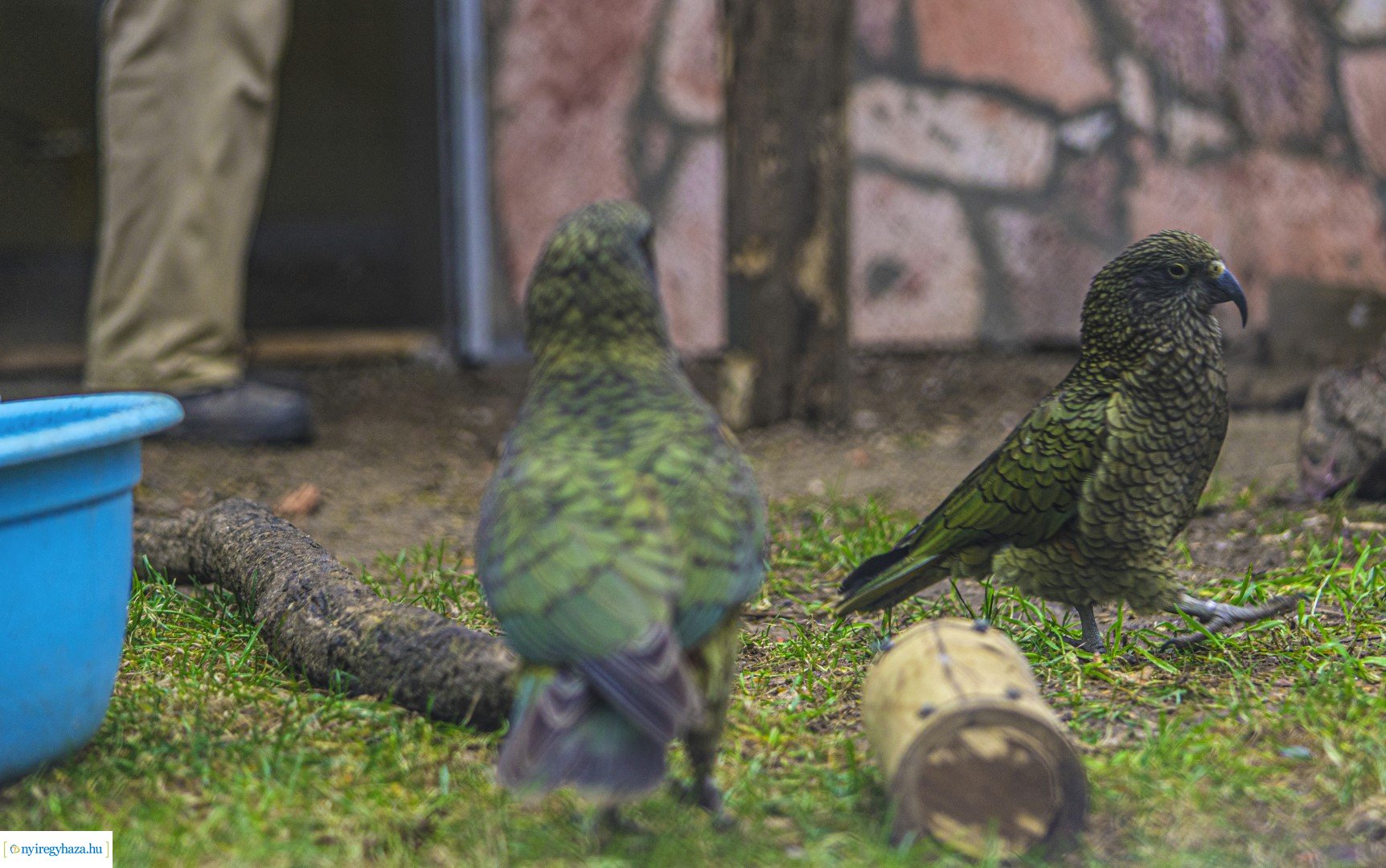Karácsonyi családi nap a Nyíregyházi Állatparkban