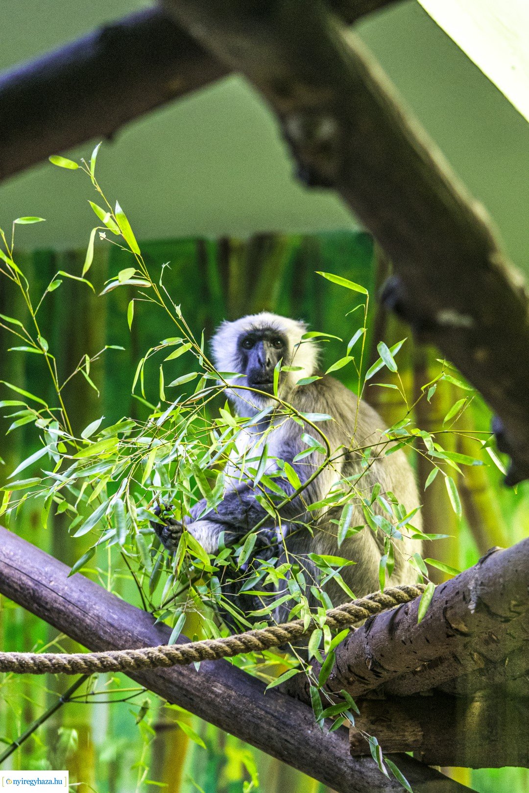 Karácsonyi családi nap a Nyíregyházi Állatparkban