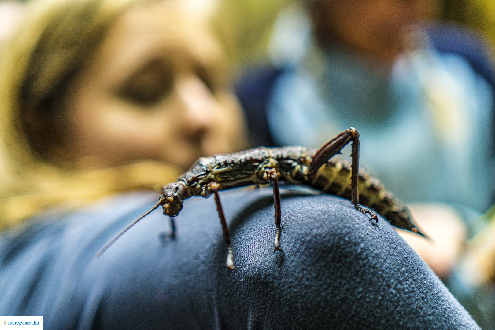 Karácsonyi családi nap a Nyíregyházi Állatparkban