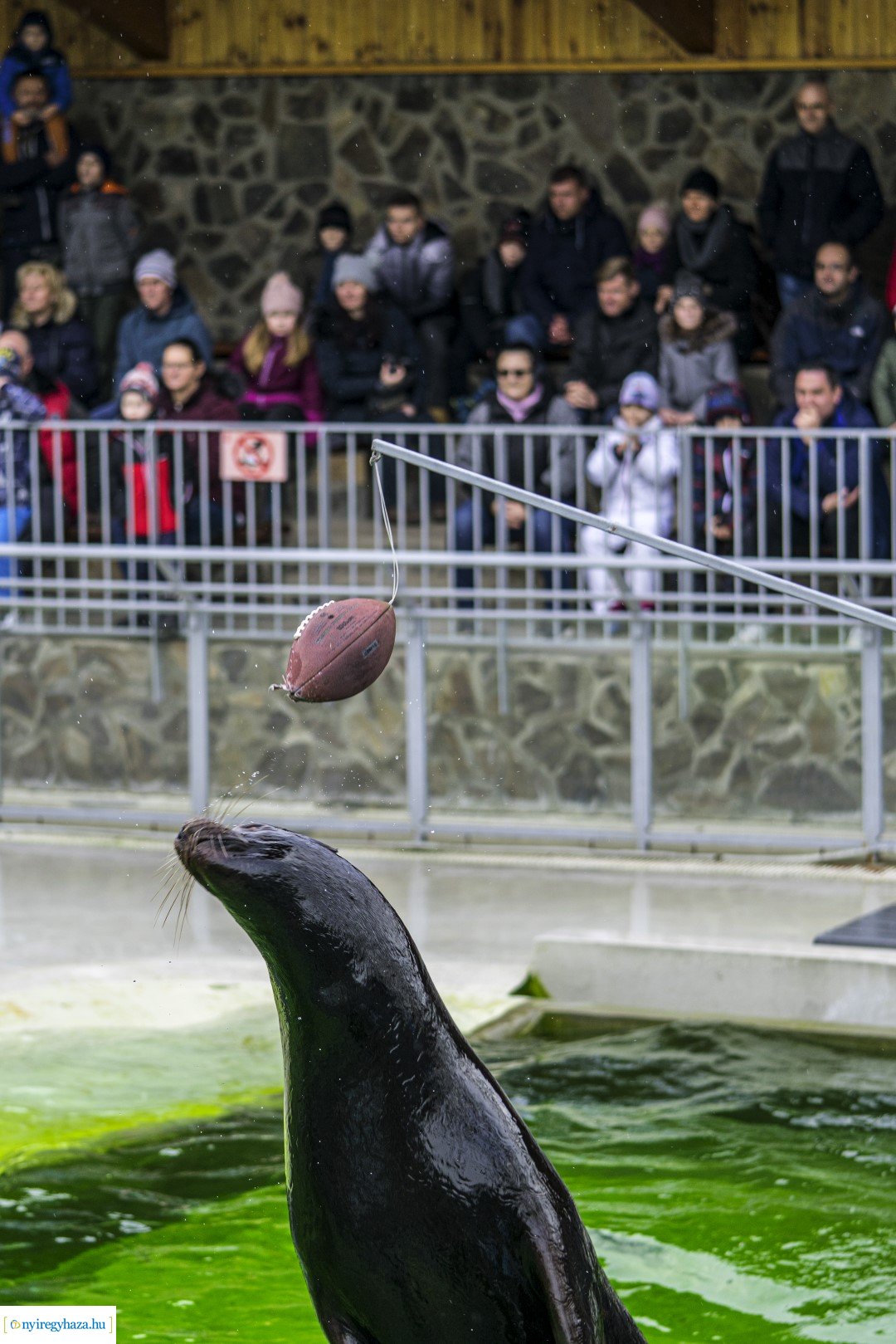 Karácsonyi családi nap a Nyíregyházi Állatparkban