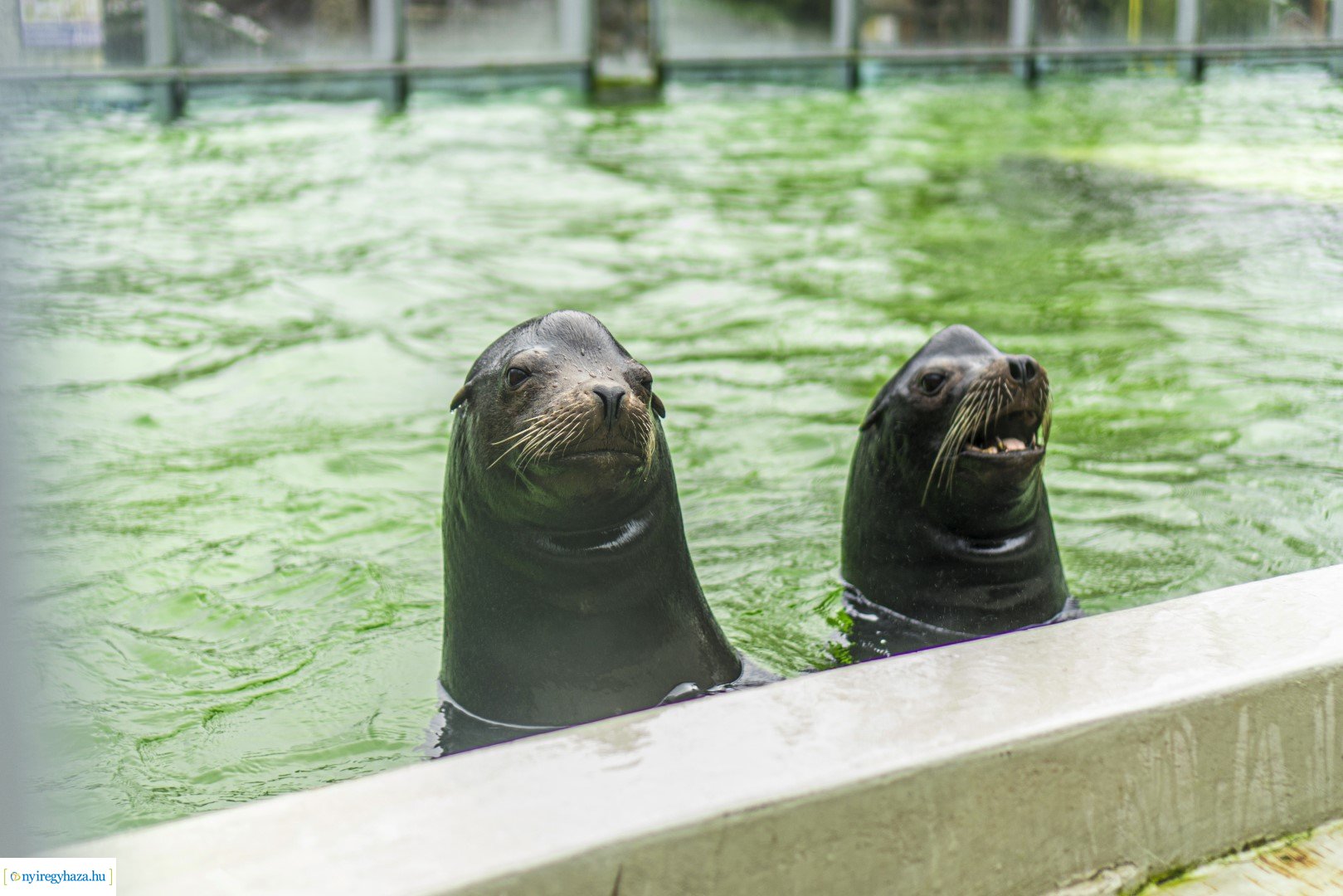 Karácsonyi családi nap a Nyíregyházi Állatparkban