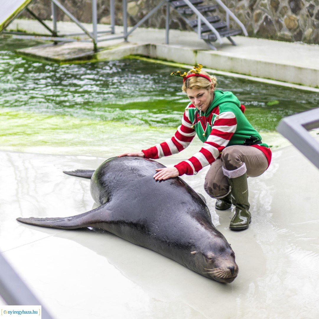 Karácsonyi családi nap a Nyíregyházi Állatparkban
