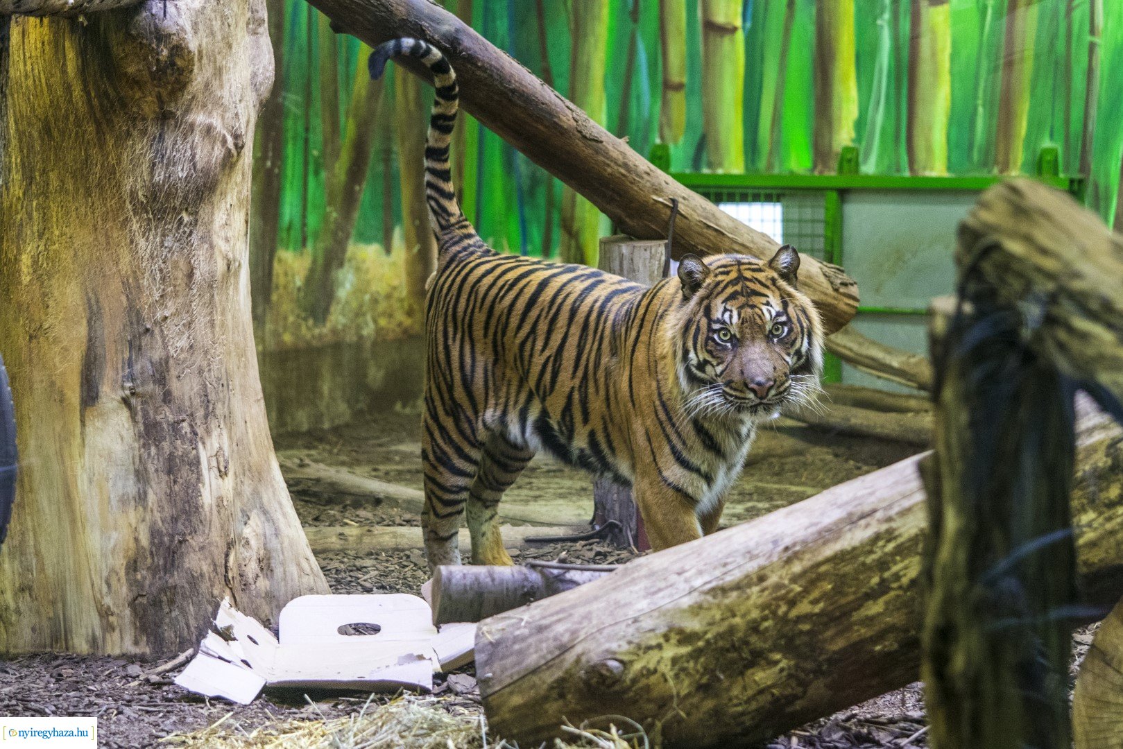 Karácsonyi családi nap a Nyíregyházi Állatparkban