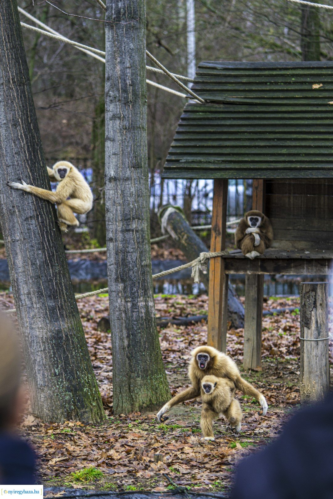 Karácsonyi családi nap a Nyíregyházi Állatparkban