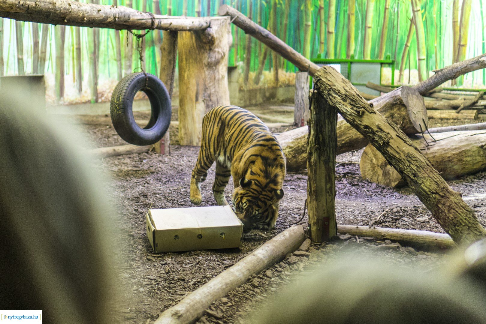 Karácsonyi családi nap a Nyíregyházi Állatparkban
