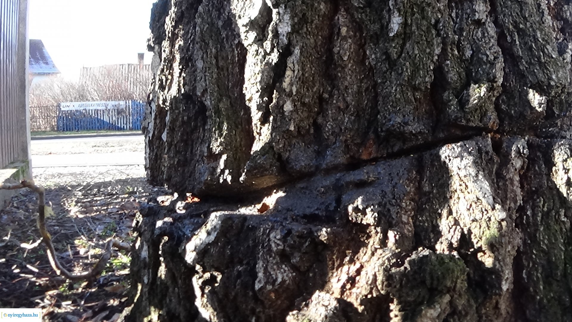 Károsítottak egy nyírfát a Kállói úton