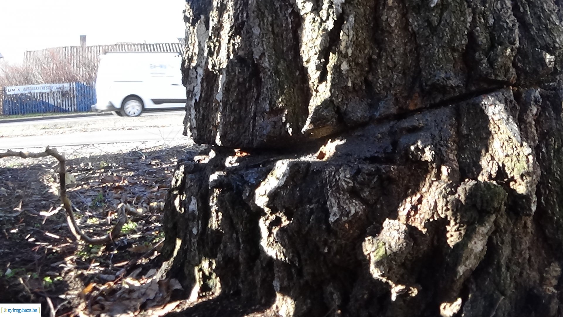 Károsítottak egy nyírfát a Kállói úton