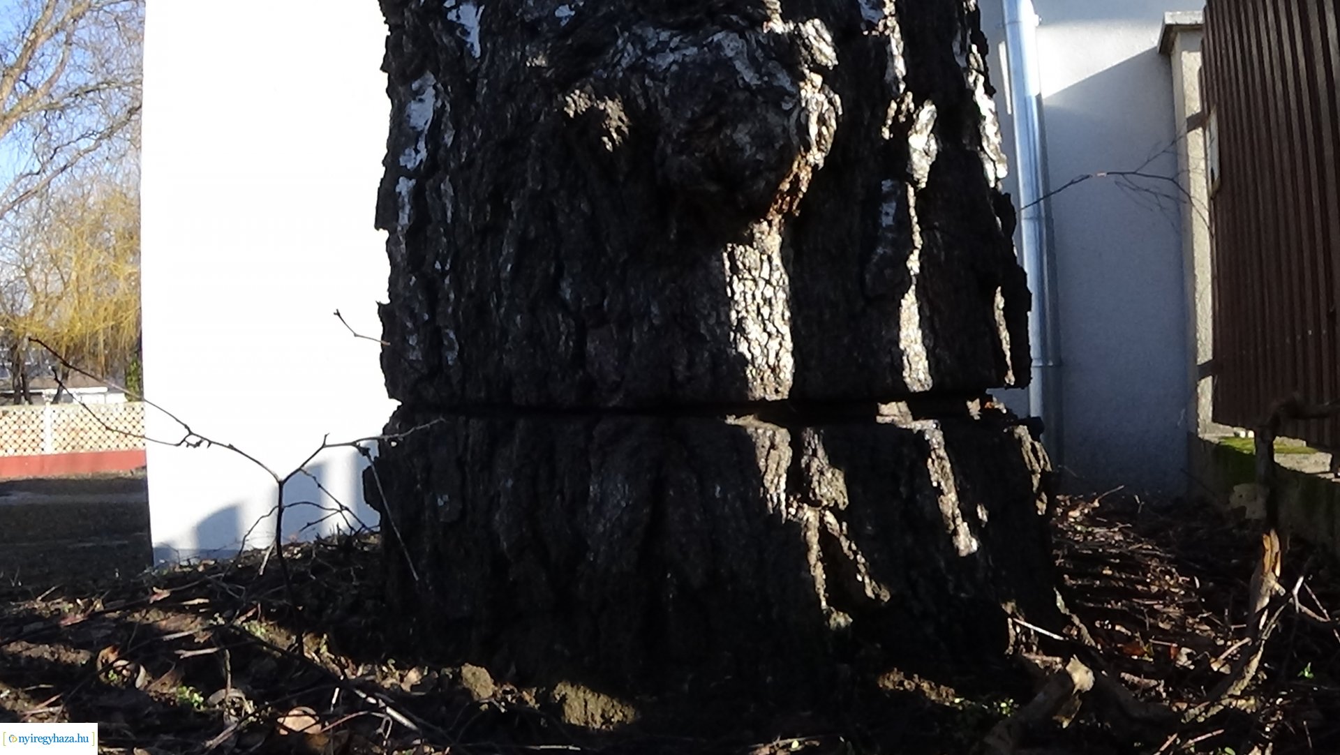 Károsítottak egy nyírfát a Kállói úton