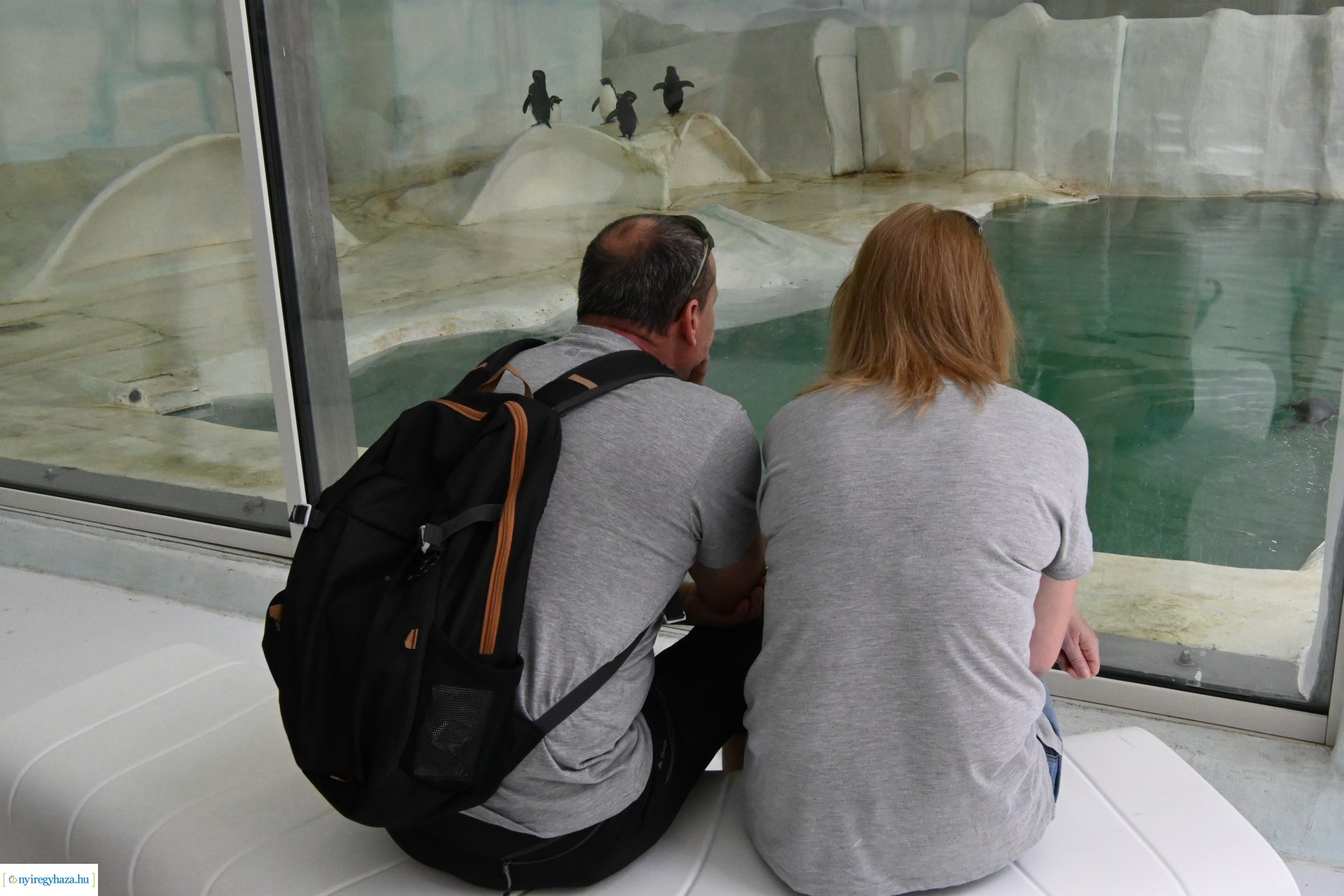 Kedvezményes belépési lehetőség  a nyíregyháziaknak az állatparkba