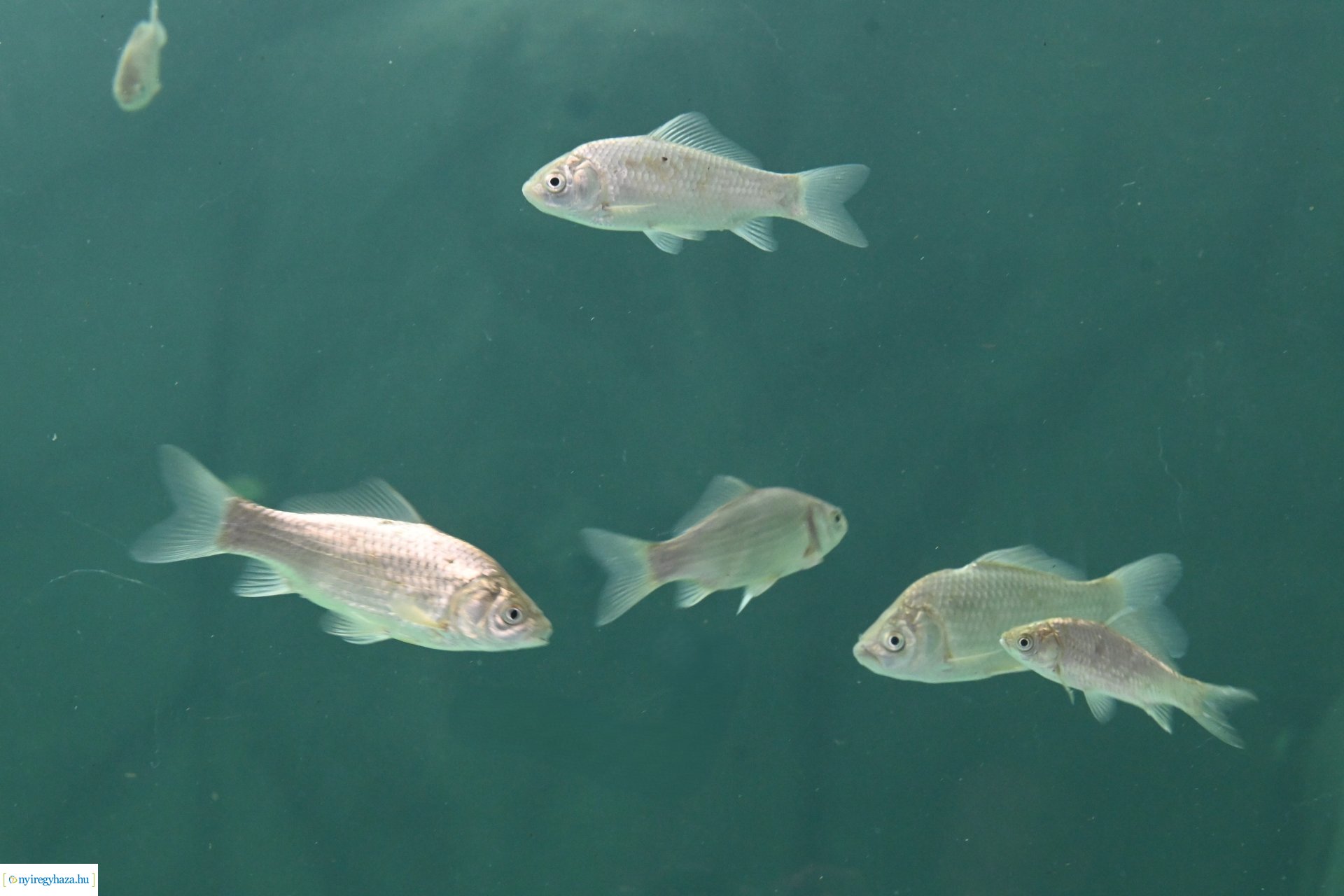 Kedvezményes belépési lehetőség  a nyíregyháziaknak az állatparkba