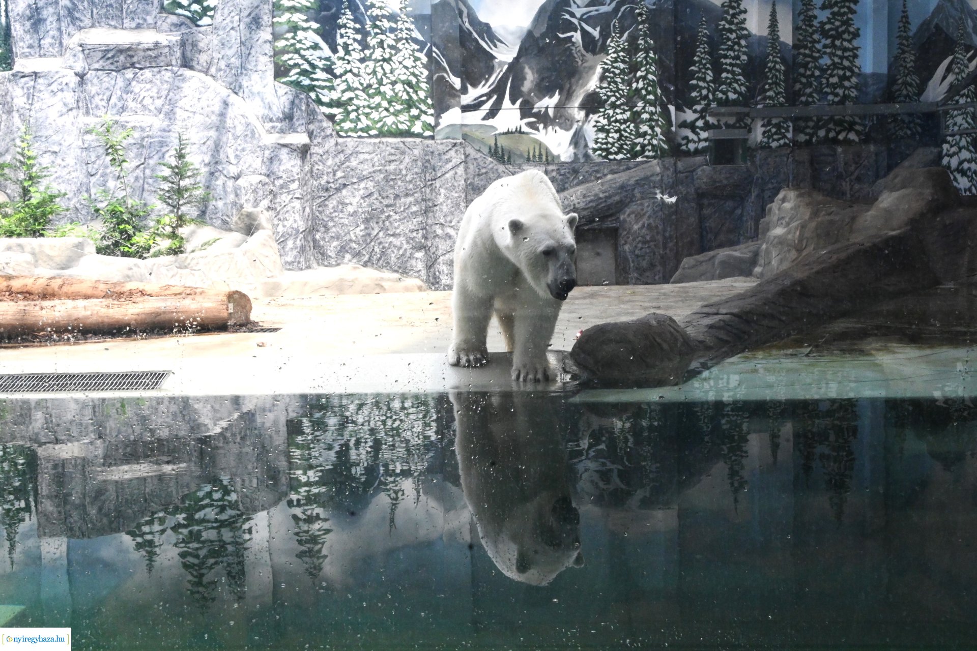 Kedvezményes belépési lehetőség  a nyíregyháziaknak az állatparkba