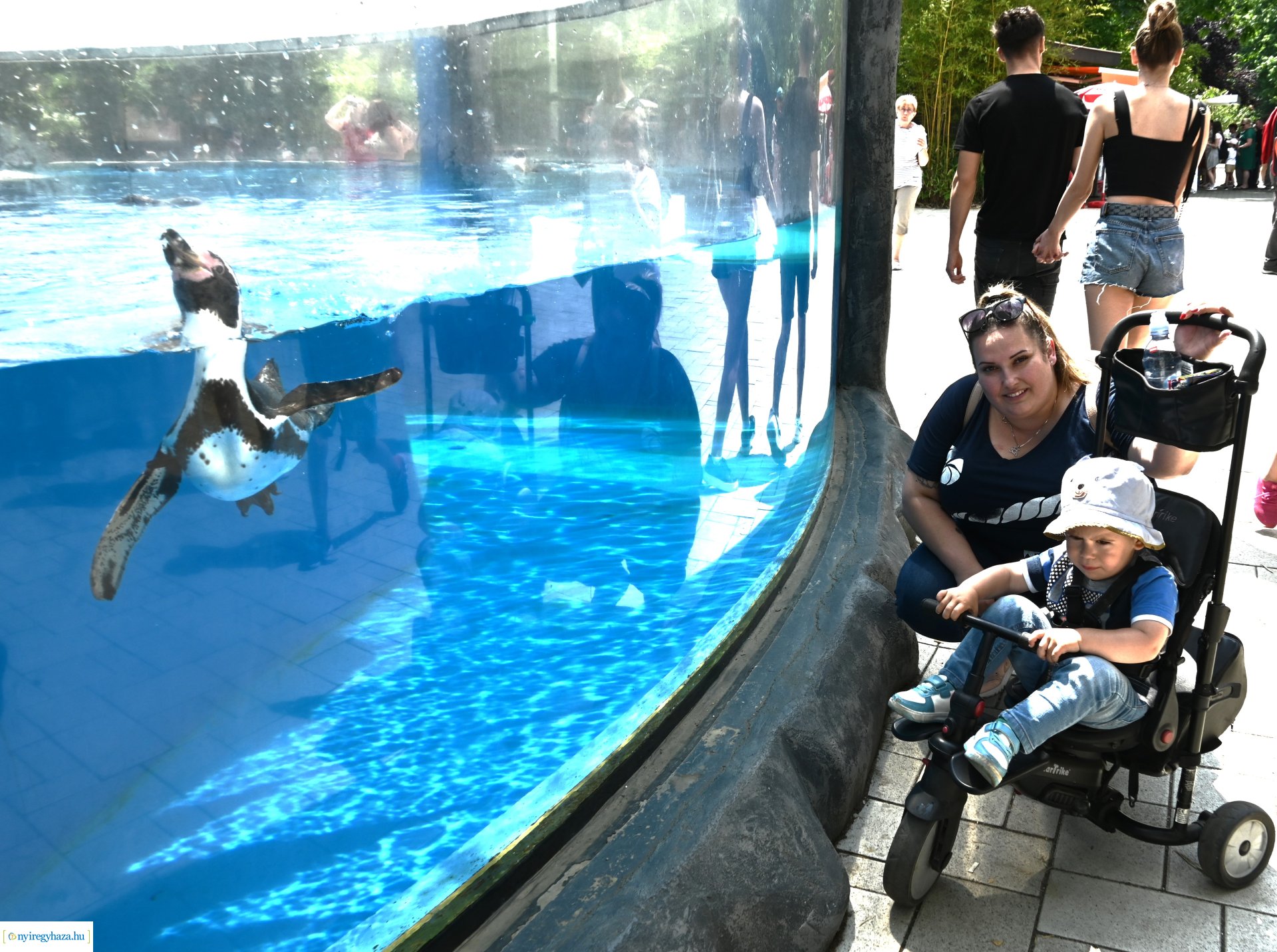 Kedvezményes belépési lehetőség  a nyíregyháziaknak az állatparkba