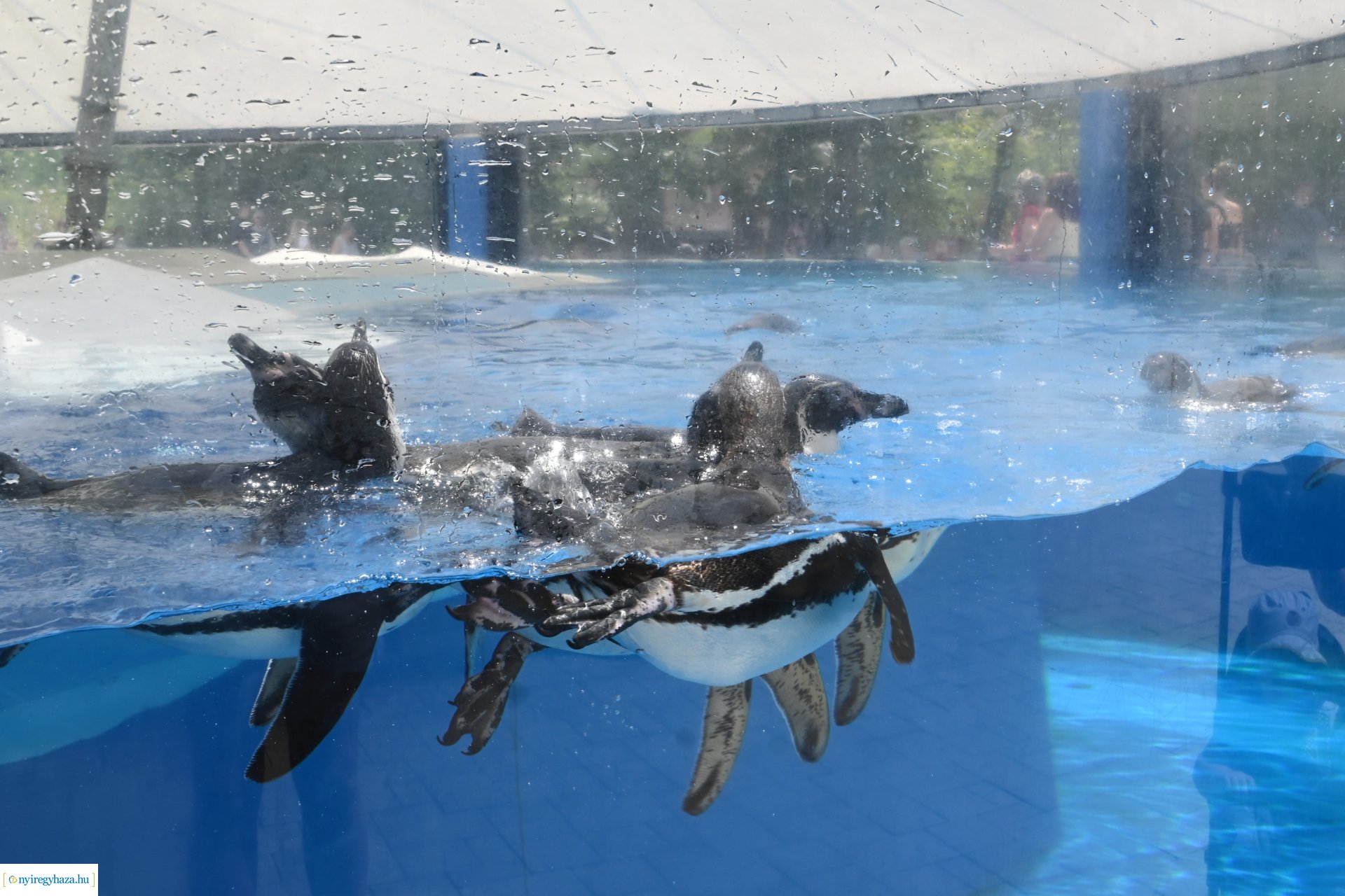 Kedvezményes belépési lehetőség  a nyíregyháziaknak az állatparkba