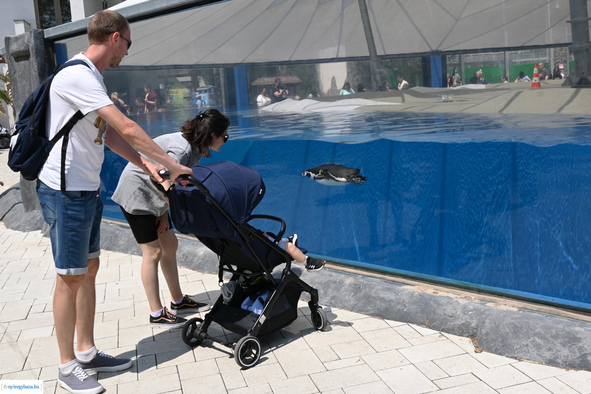 Kedvezményes belépési lehetőség  a nyíregyháziaknak az állatparkba