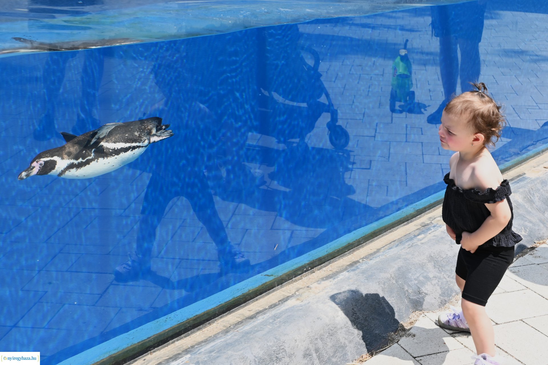 Kedvezményes belépési lehetőség  a nyíregyháziaknak az állatparkba