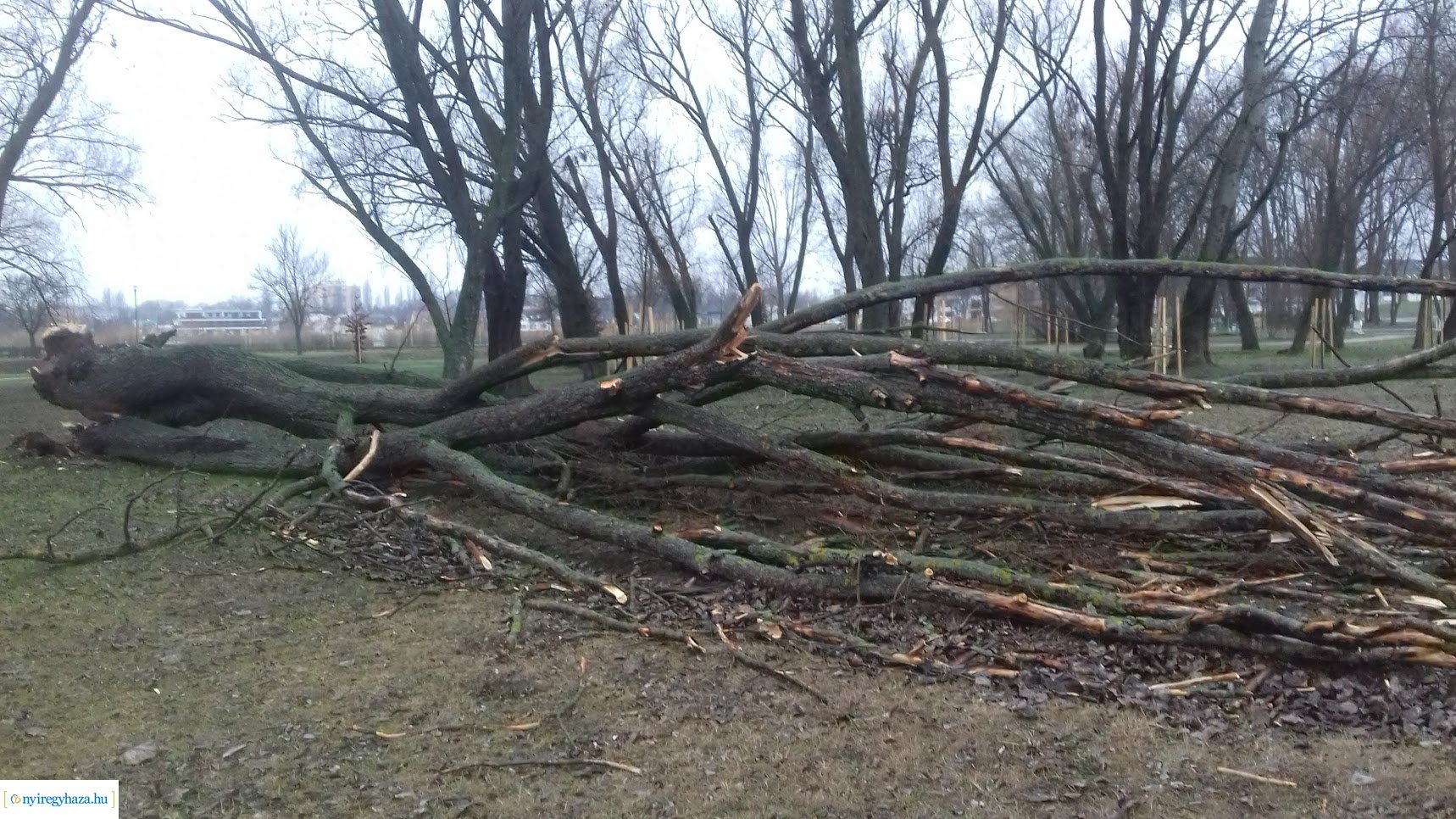 Kidőlt egy fa a Bujtosi Városligetben