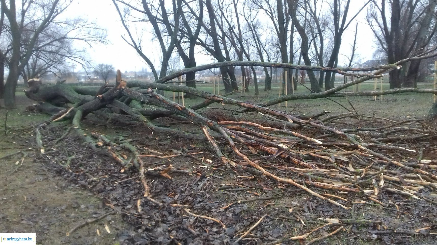 Kidőlt egy fa a Bujtosi Városligetben