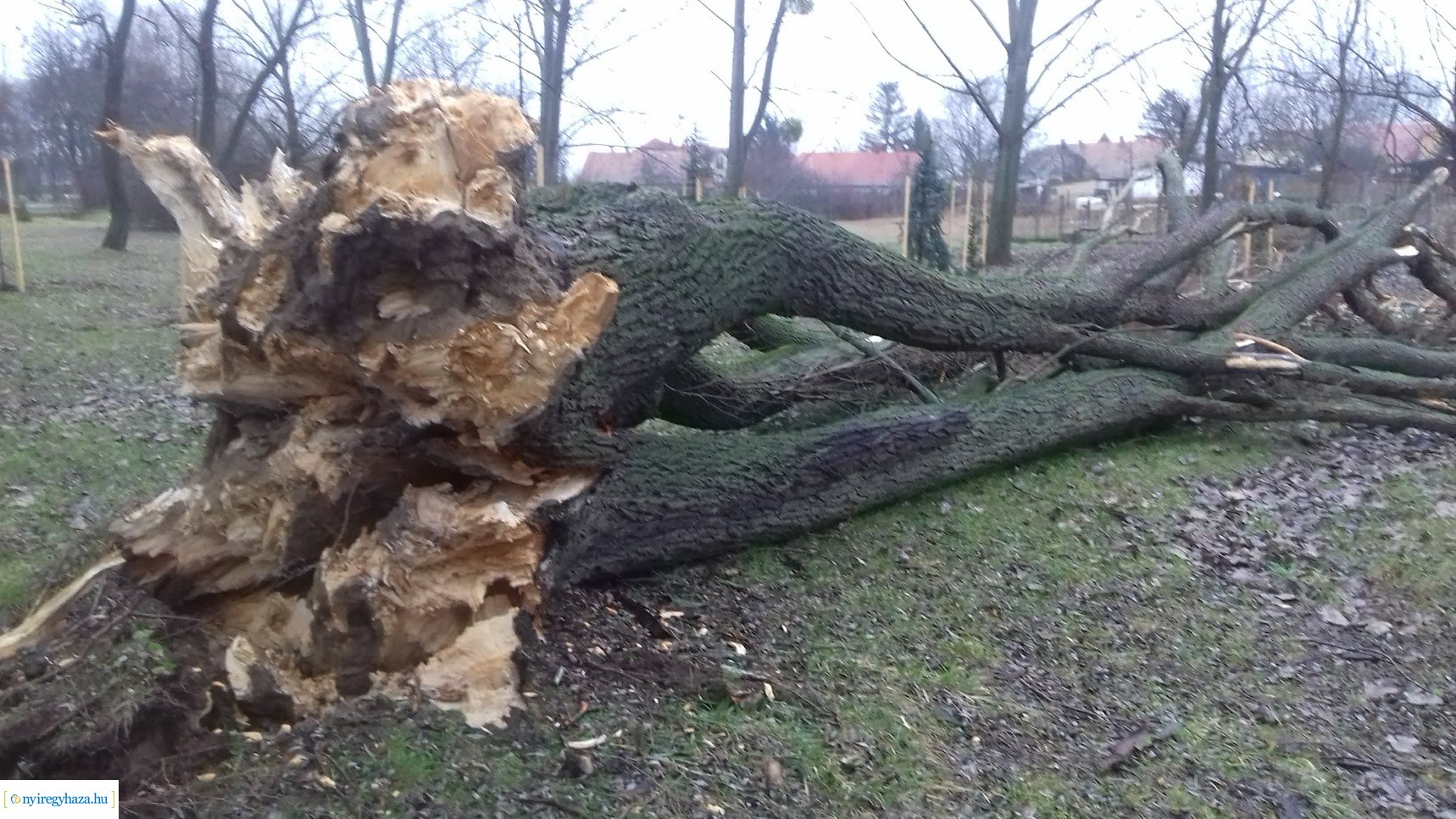 Kidőlt egy fa a Bujtosi Városligetben