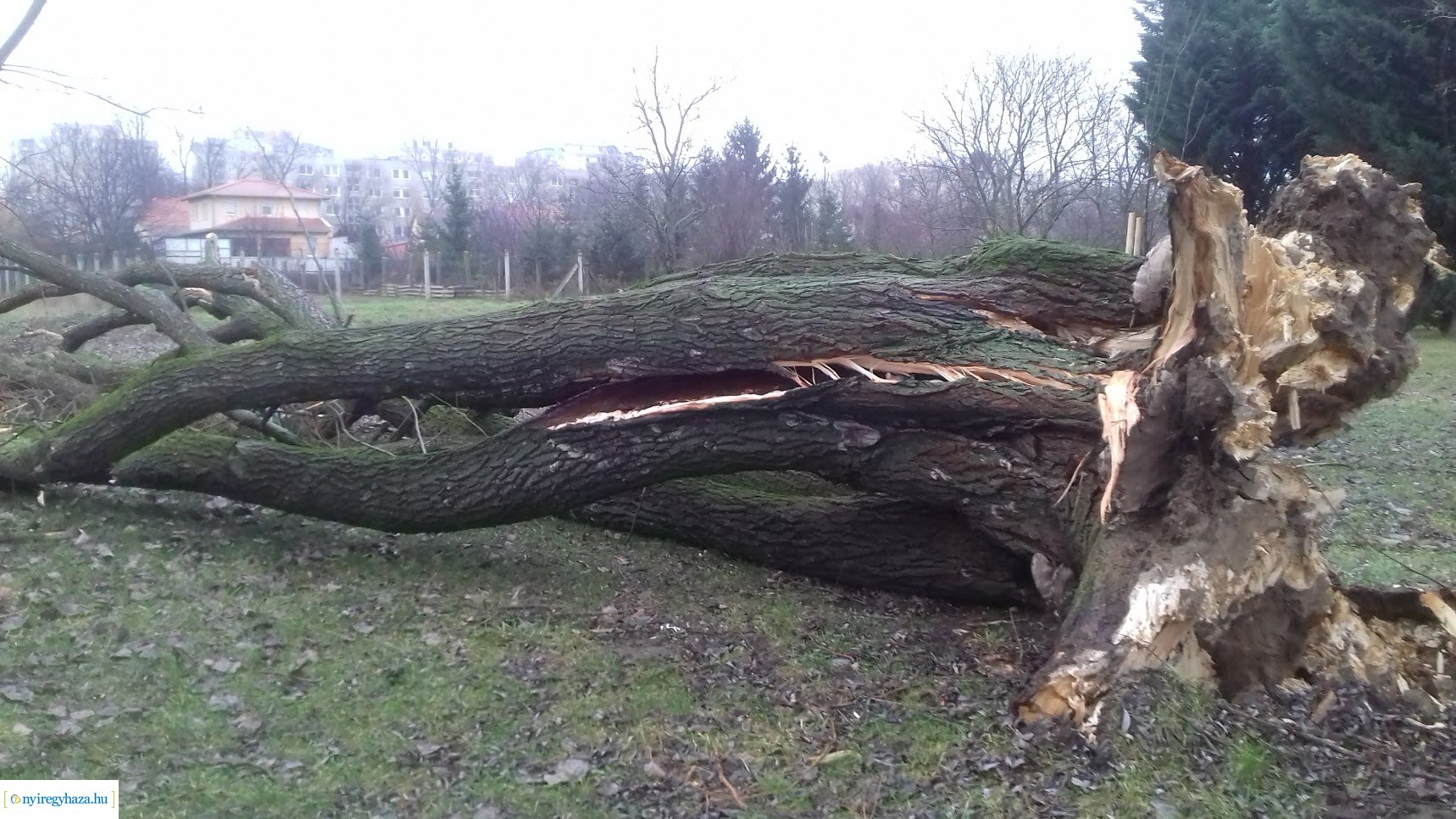 Kidőlt egy fa a Bujtosi Városligetben
