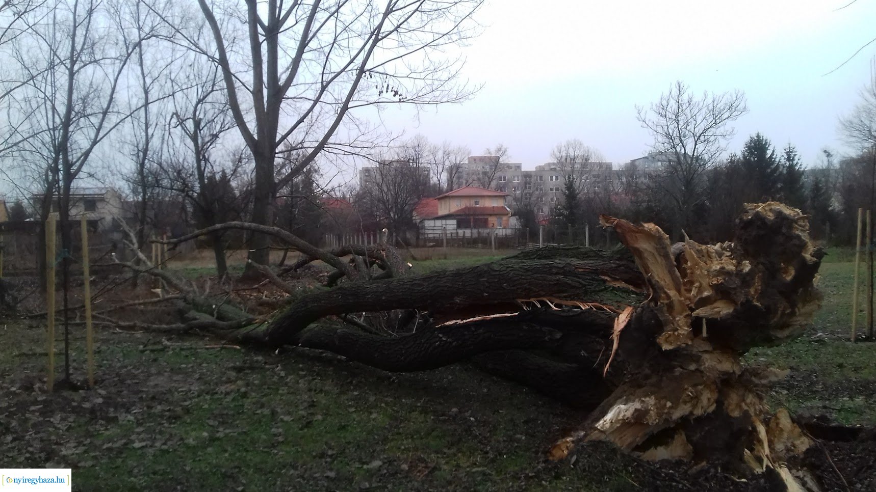 Kidőlt egy fa a Bujtosi Városligetben