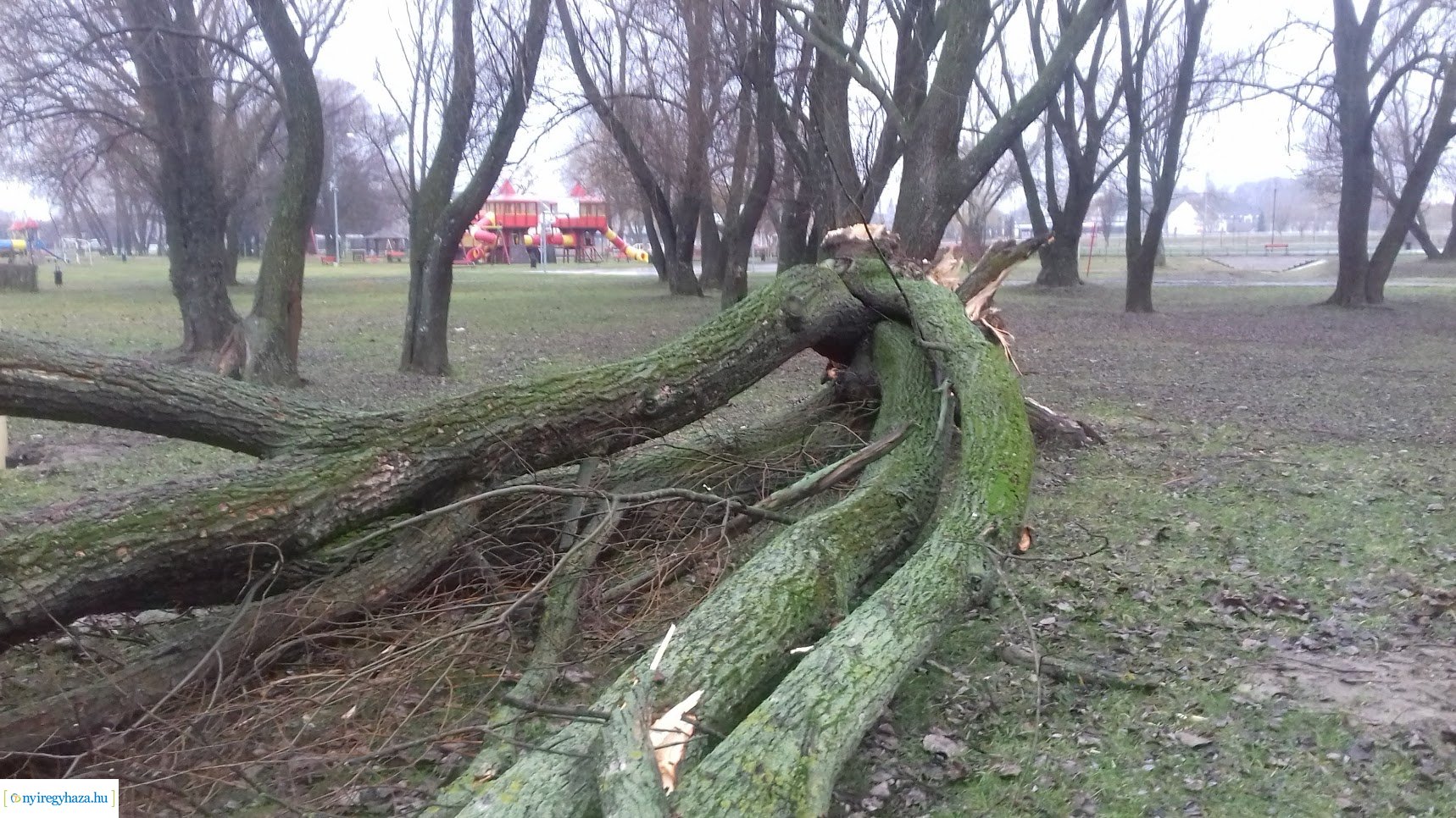 Kidőlt egy fa a Bujtosi Városligetben
