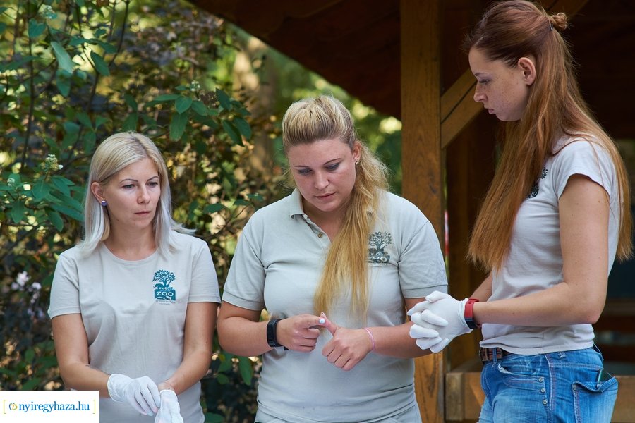 Kis pumák az Állatparkban