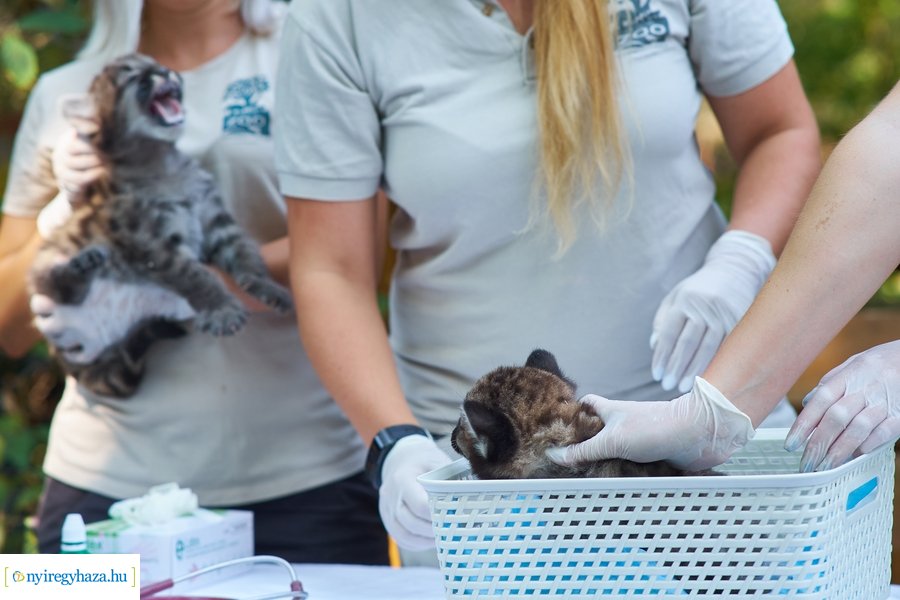 Kis pumák az Állatparkban