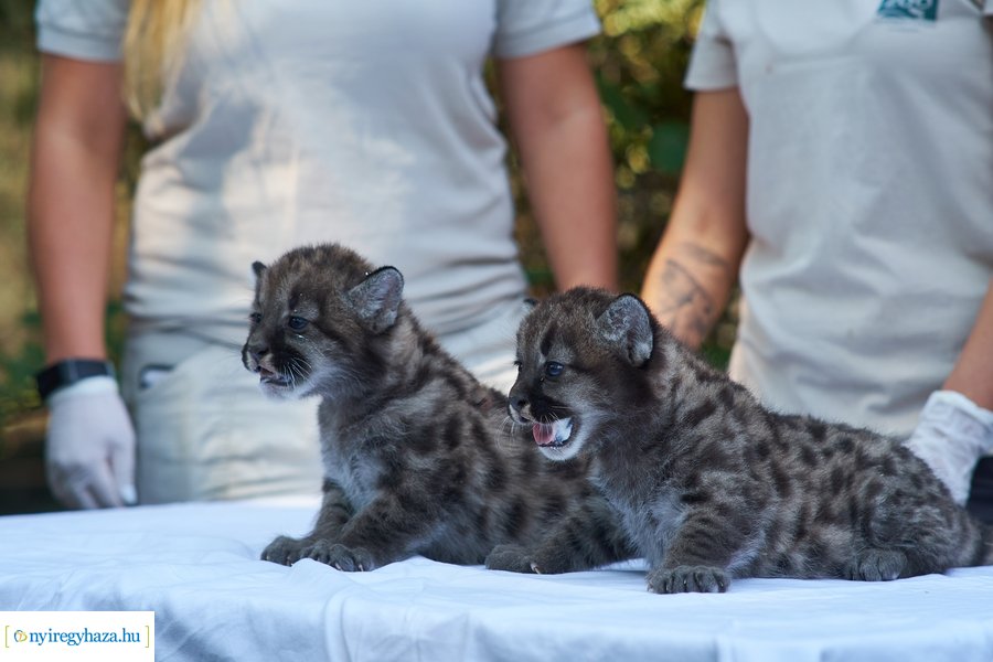 Kis pumák az Állatparkban