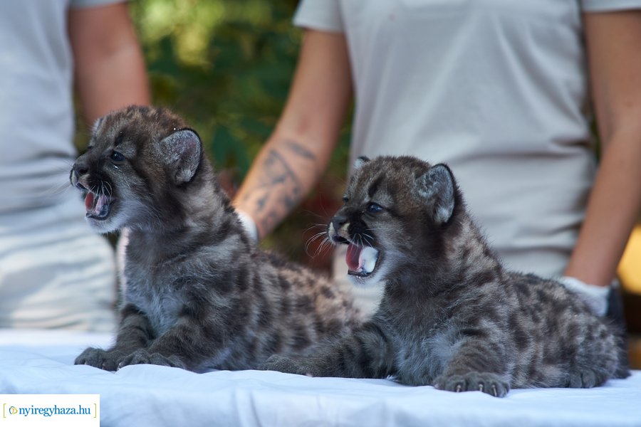 Kis pumák az Állatparkban