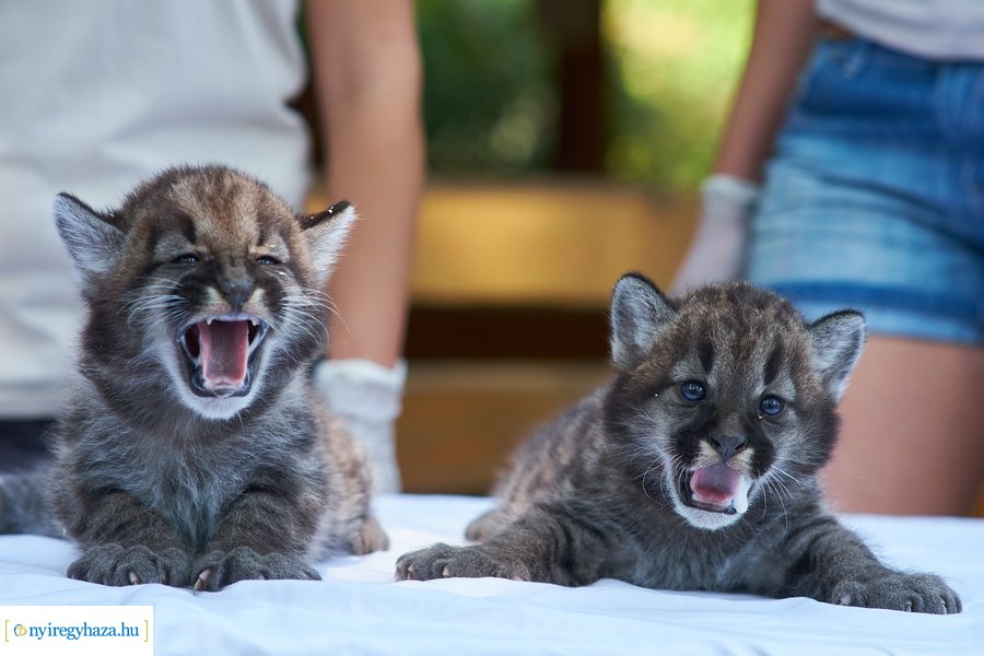 Kis pumák az Állatparkban
