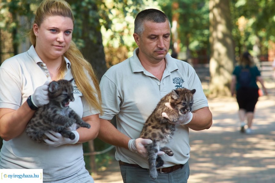 Kis pumák az Állatparkban