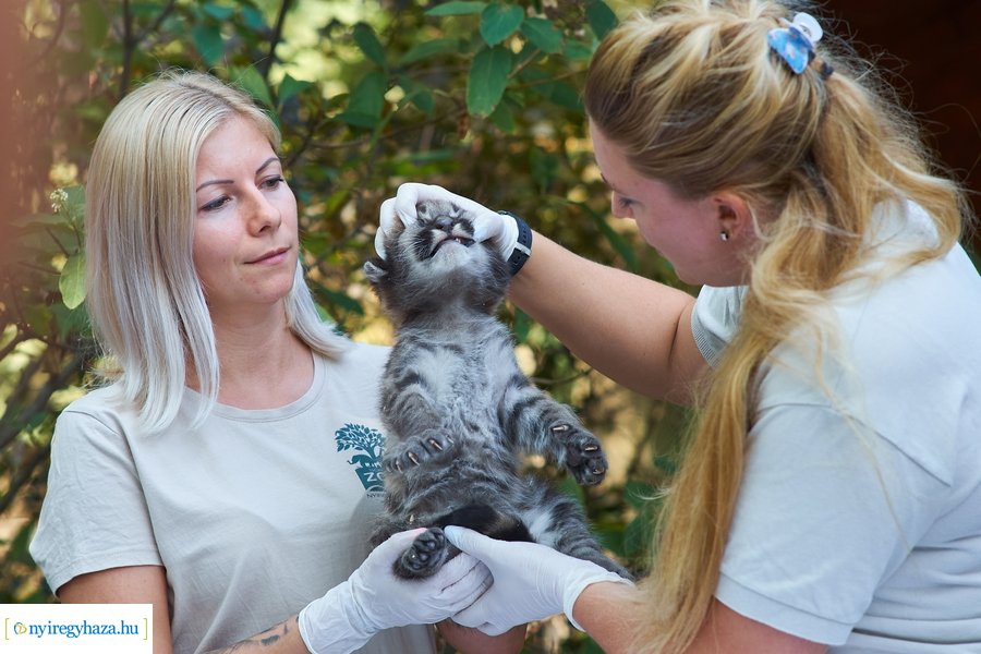 Kis pumák az Állatparkban