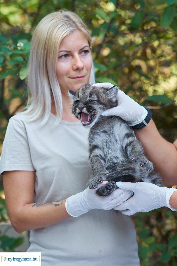 Kis pumák az Állatparkban