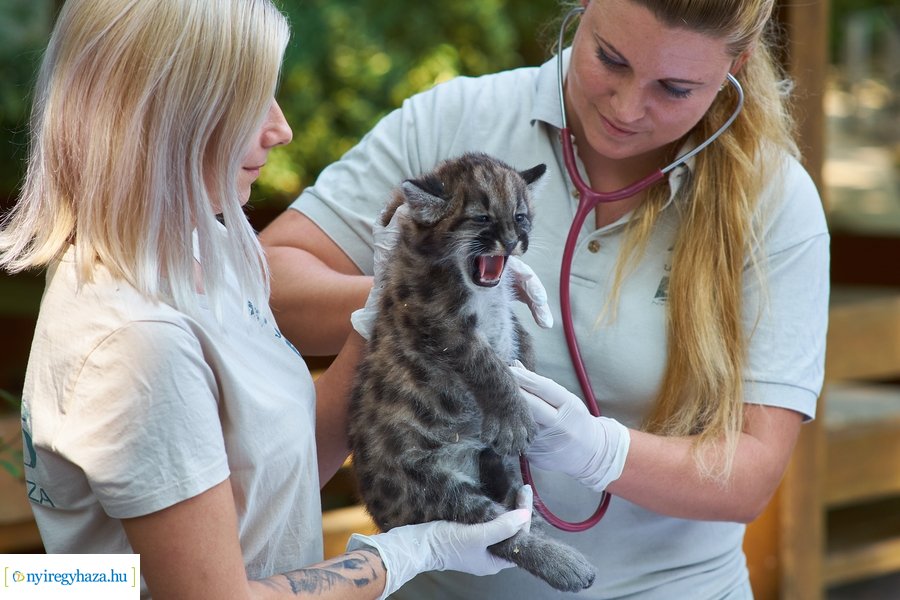 Kis pumák az Állatparkban