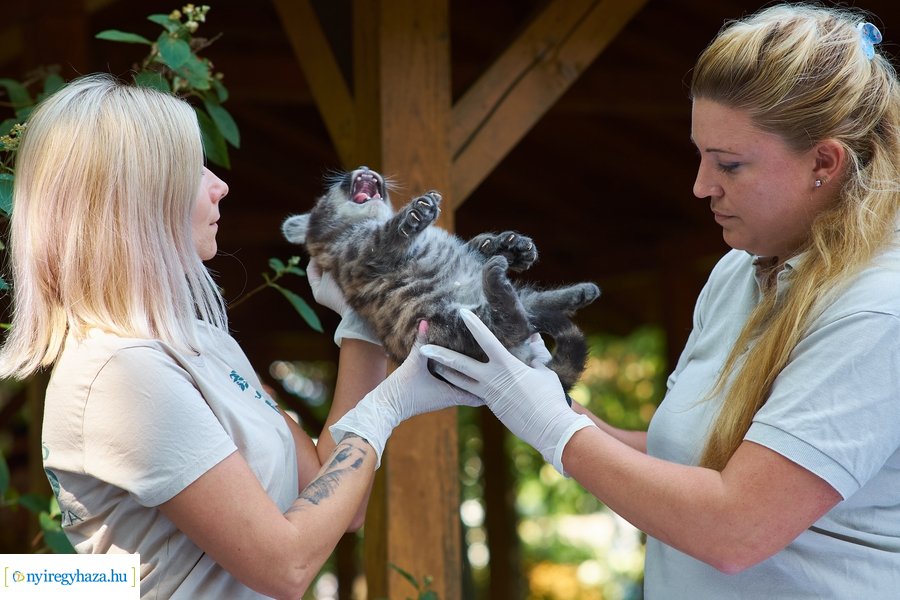 Kis pumák az Állatparkban