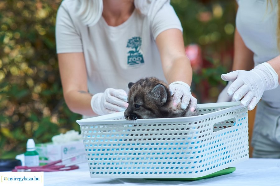 Kis pumák az Állatparkban